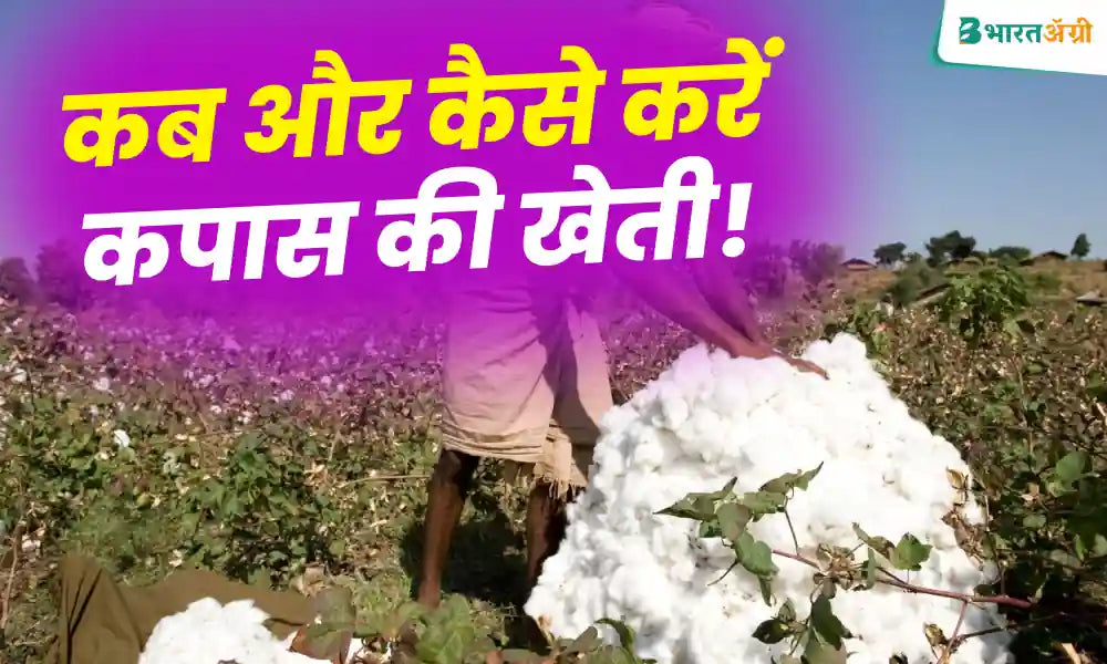 Cotton farming methods and smart tips