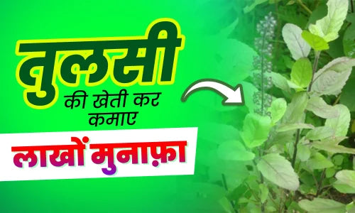 Tulsi farming