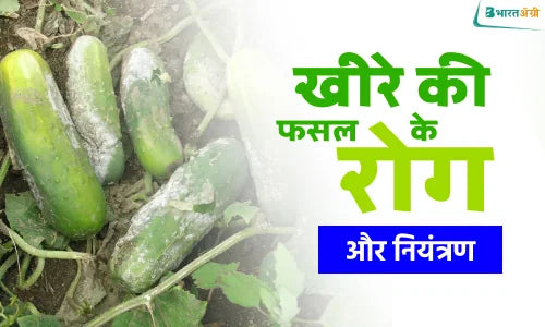 cucumber diseases
