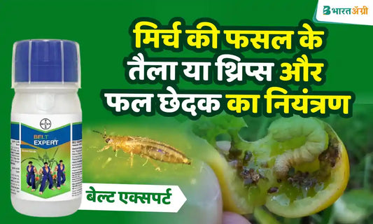 control thrips and fruit borer pests in chilli crop with belt expert insecticide