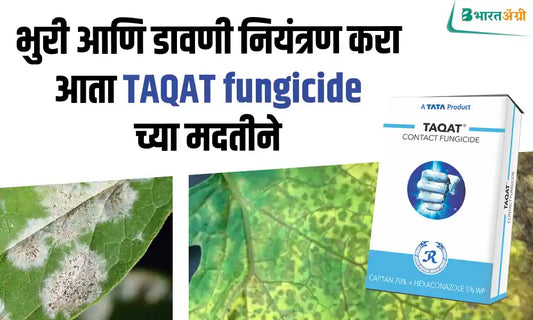 Control brown and downy mildew now with taqat fungicide