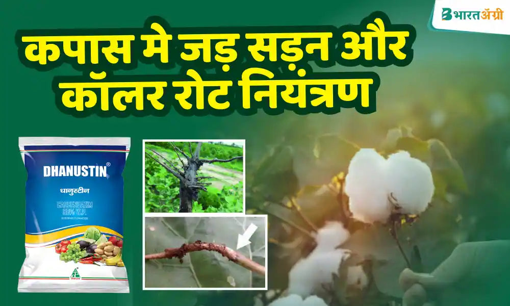 Control collar rot and root rot in cotton crop with Dhanustin fungicide.