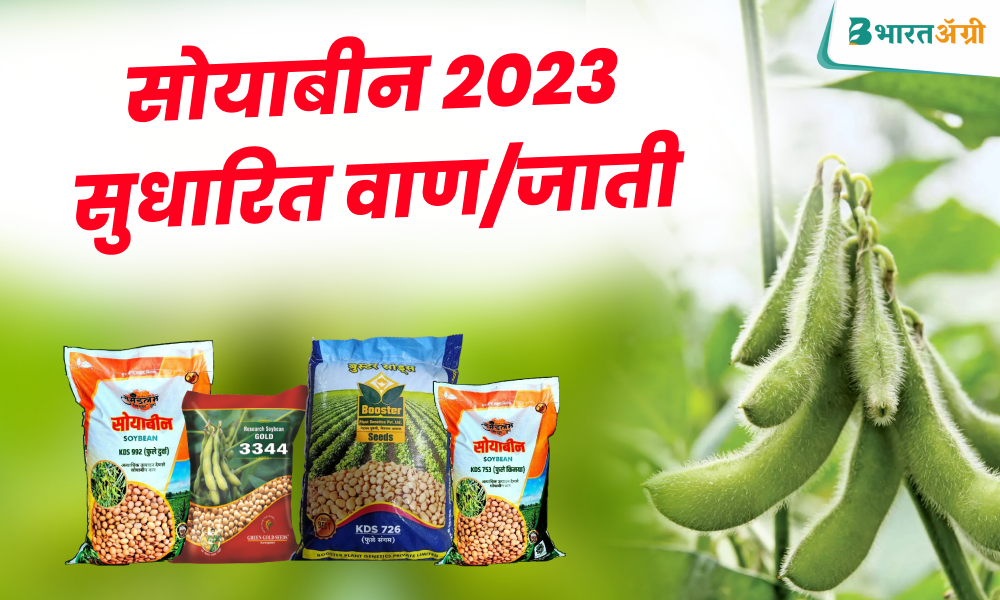 best variety of soybean_Bharatagri