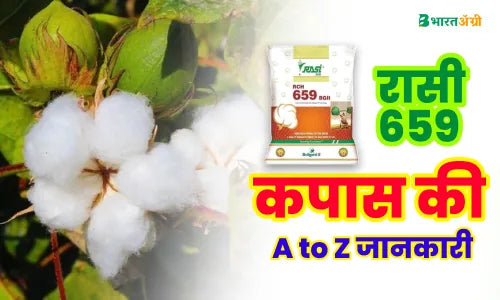 rasi 659 cotton seed information in hindi