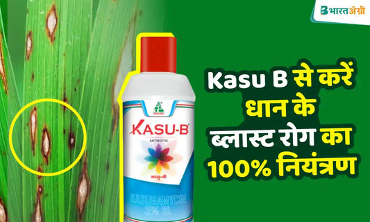 Control of Paddy Blast Disease using Kasu B Fungicide