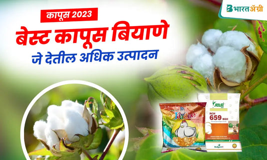 best cotton variety in maharashtra