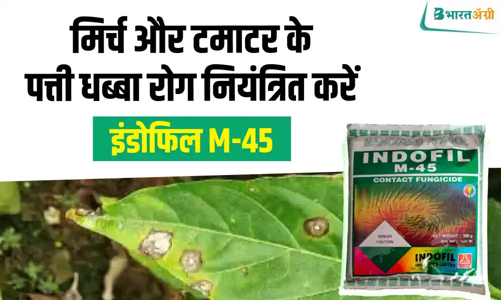 Control leaf spot disease in chilli and tomato crop with M - 45 fungicide