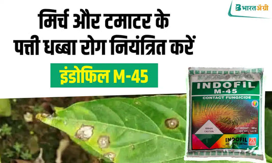 Control leaf spot disease in chilli and tomato crop with M - 45 fungicide