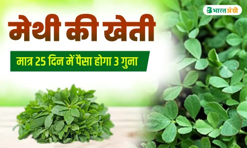 methi ki kheti kab kare