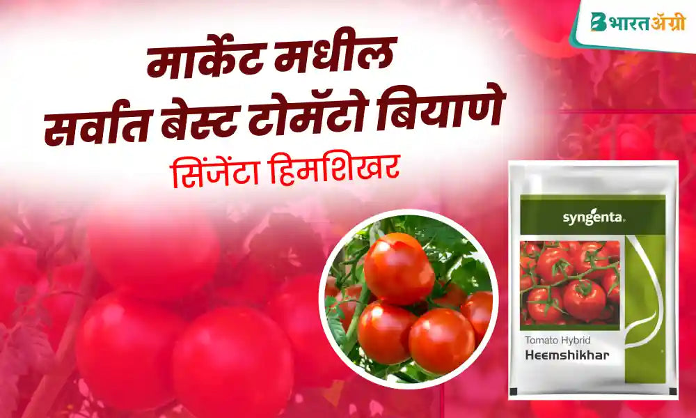 Syngenta Heemshikhar best tomato seed in the market.