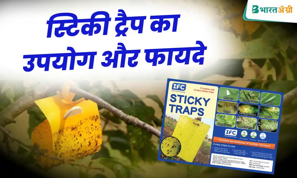 Eliminate sucking pests with yellow and blue sticky traps