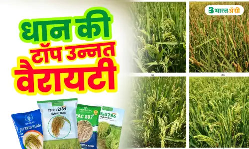 Best Rice Variety in India