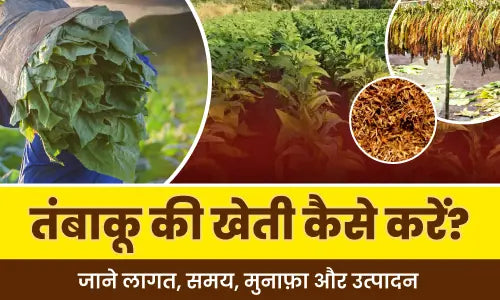 tobacco farming in india