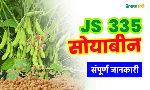 js 335 soybean variety