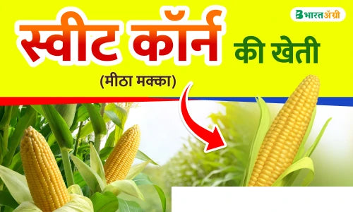 sweet corn ki kheti in hindi