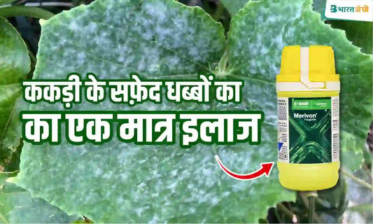 control powdery mildew disease in cucumber crop