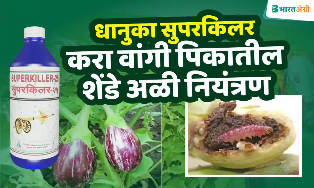 control bollworm in brinjal crop using Dhanuka Superkiller Insecticide