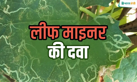  Control leaf minor pest of crop with FMC Benevia Insecticide