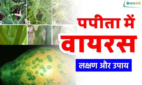 papaya virus: पपीता में वायरस समस्या, लक्षण, उपाय और नियंत्रण