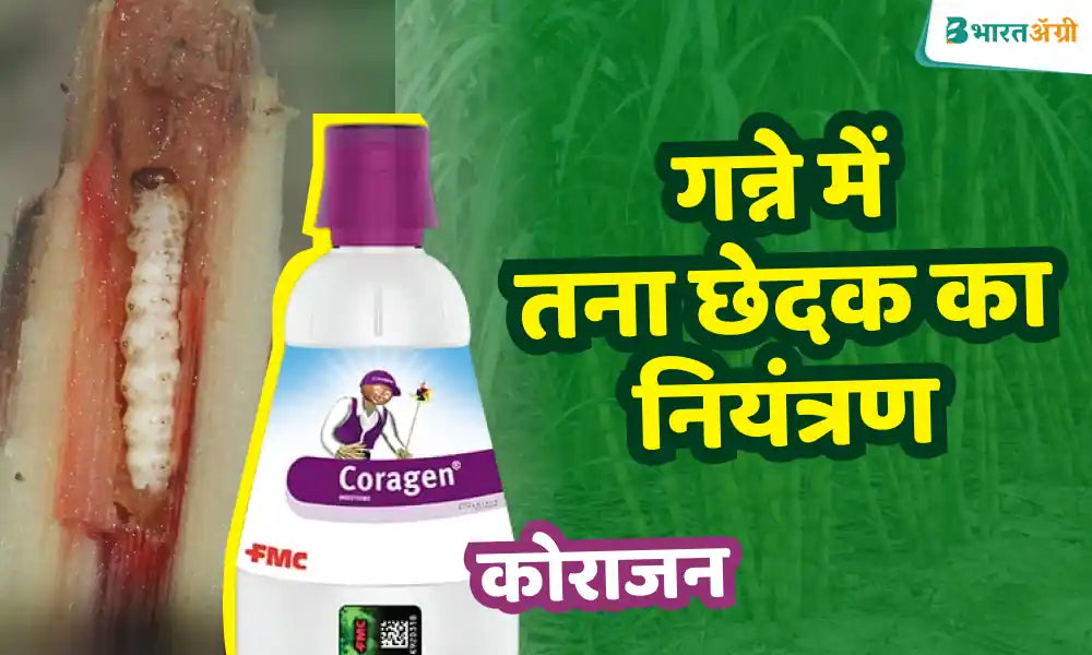  Get rid of insects in sugarcane with Corajan insecticide