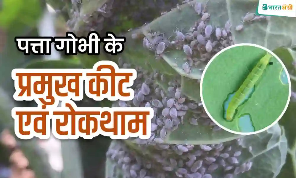 Major Pests and Control of Cabbage in hindi 