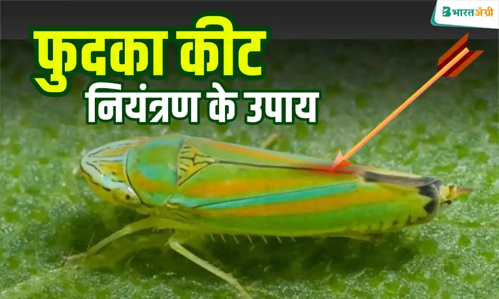 Confidor Insecticide से करें फसल में फुदका कीट का नियंत्रण ...