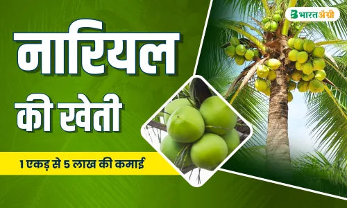 Coconut Production in India: नारियल की खेती 1 Acre से 5 लाख कमाई