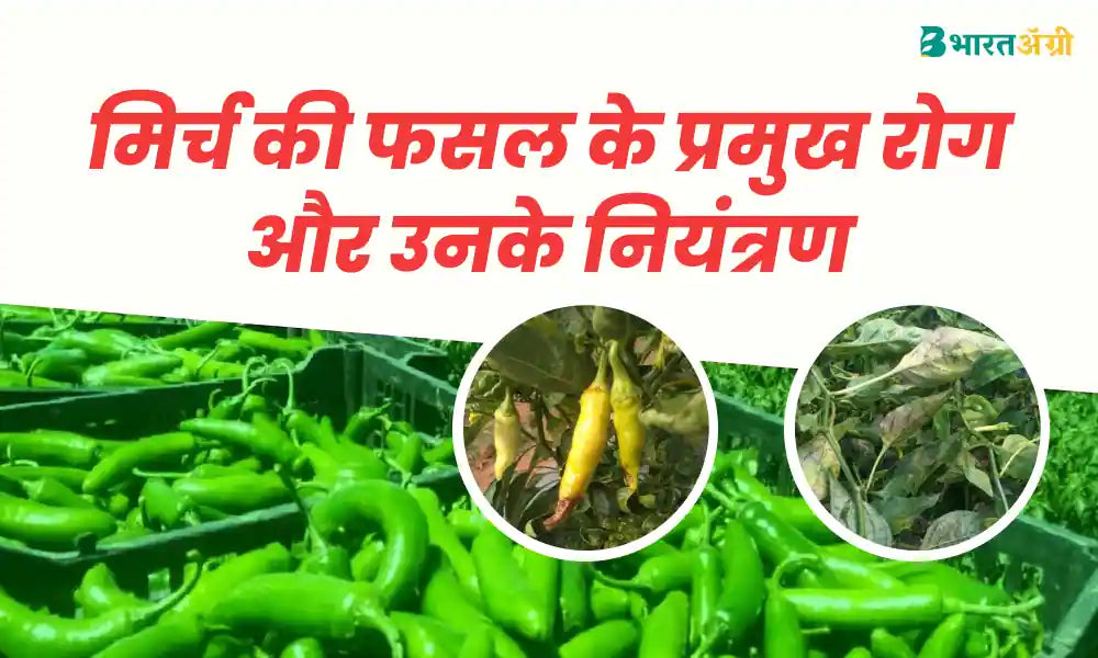 know about major diseases of chilli crop and their control