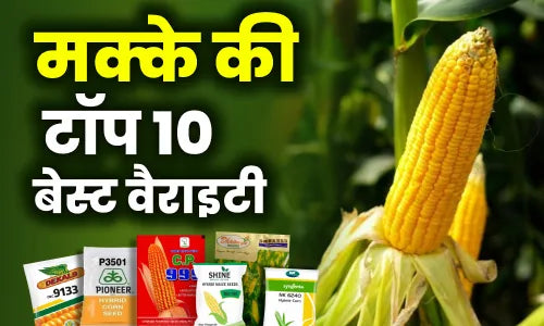 best maize variety in india