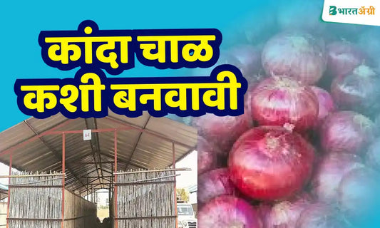 know about Onion Chaal