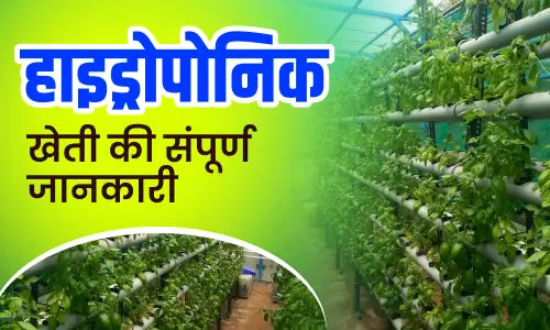 hydroponic farming in hindi