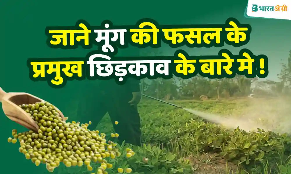  fertilizers in Moong to get production of 10 quintals per acre