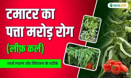 tomato leaf curl virus control