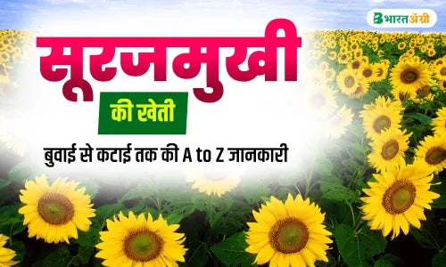 Surajmukhi Ki Kheti: सूरजमुखी की खेती की सम्पूर्ण जानकारी