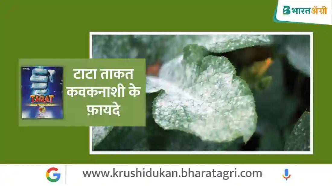 Tata taqat fungicide uses in hindi | टाटा ताकत कवकनाशी के फ़ायदे