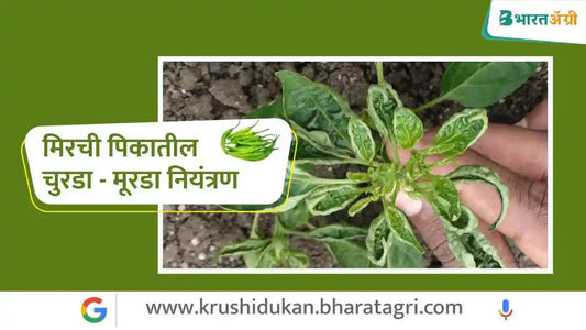 मिरची पिकातील चुरडा मूरडा नियंत्रण | Control Leaf Curl of Chili Crop