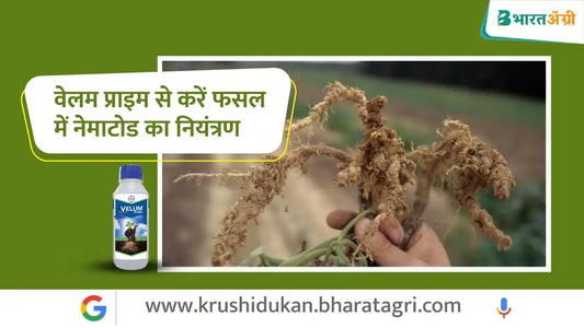 फसल में नेमाटोड का करें नियंत्रण वेलम प्राइम से | Control nematodes in crops with Bayer velum prime