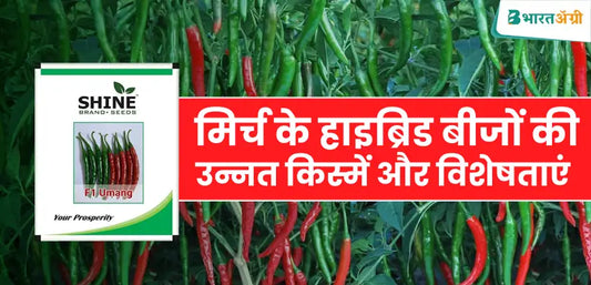 Chilli Umang F1 मिर्च के बीज की के बारे में विस्तार से जानें