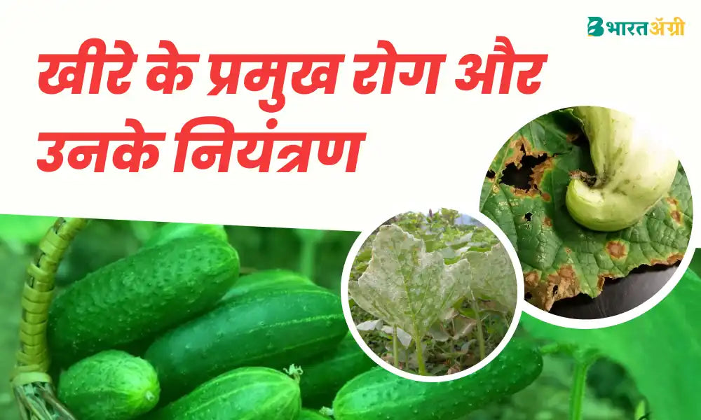 Control Major Diseases in cucumber crops 