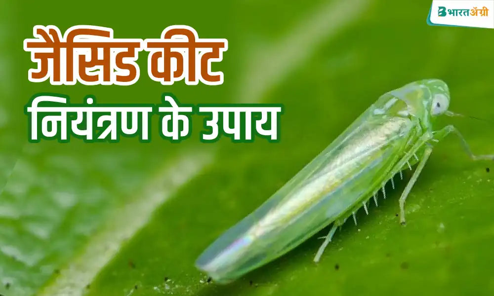 Jassid Pest Control Measures in hindi 
