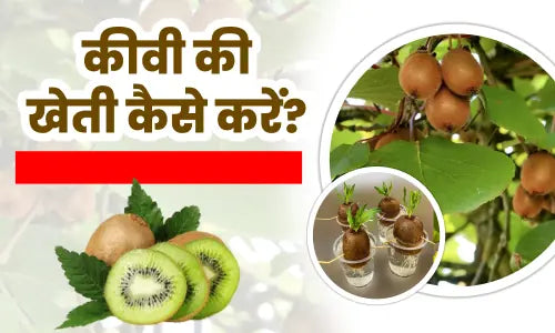 Kiwi Ki Kheti