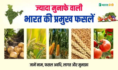 Most Profitable Farming Crops in India