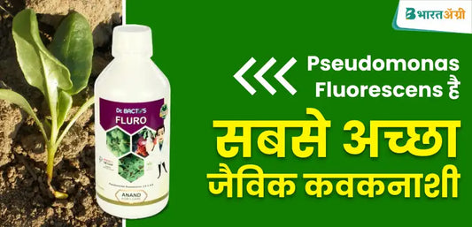 Pseudomonas Fluorescens कवकनाशी के छिडकाव,फायदे और डोज़ के बारे में विस्तार से जानें