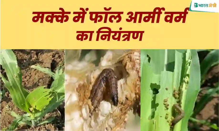 Control insects with Dhanuka Largo