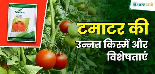 Abhilash tomato के hybrid बीज की के बारे में विस्तार से जानें