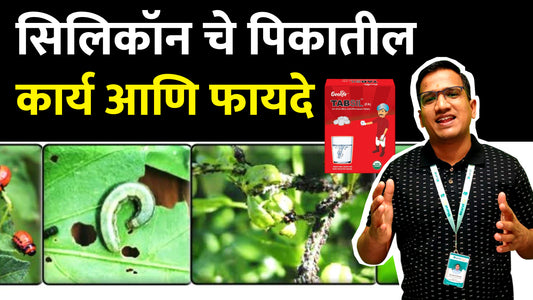 🌱सिलिकॉन चे पिकातील कार्य आणि फायदे👍