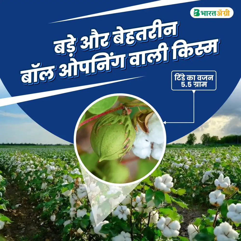 Nath KSCH 207 Cotton Seeds (475gm x 2) + Dhanuka Areva (500gm) Combo