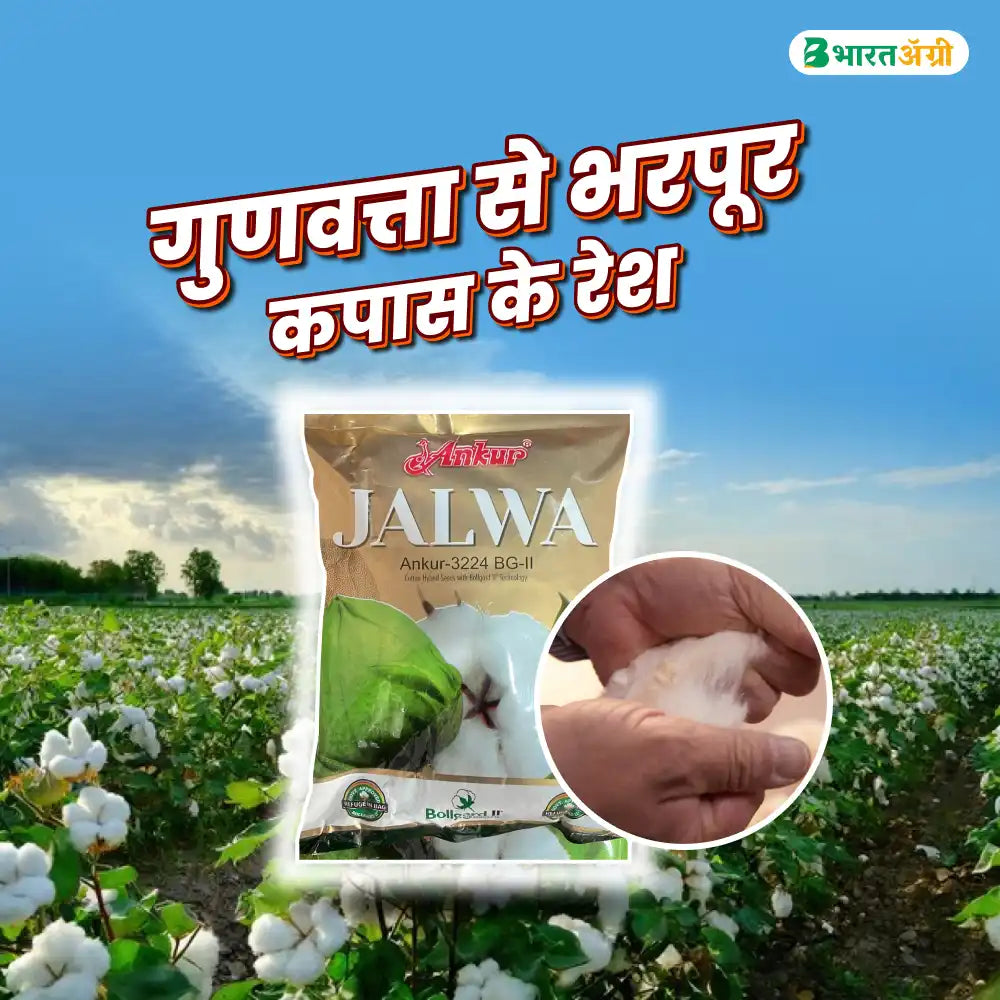 Ankur Jalwa Cotton Seeds (475gm x 2) + Dhanuka Areva Insecticide (500 gm) Combo