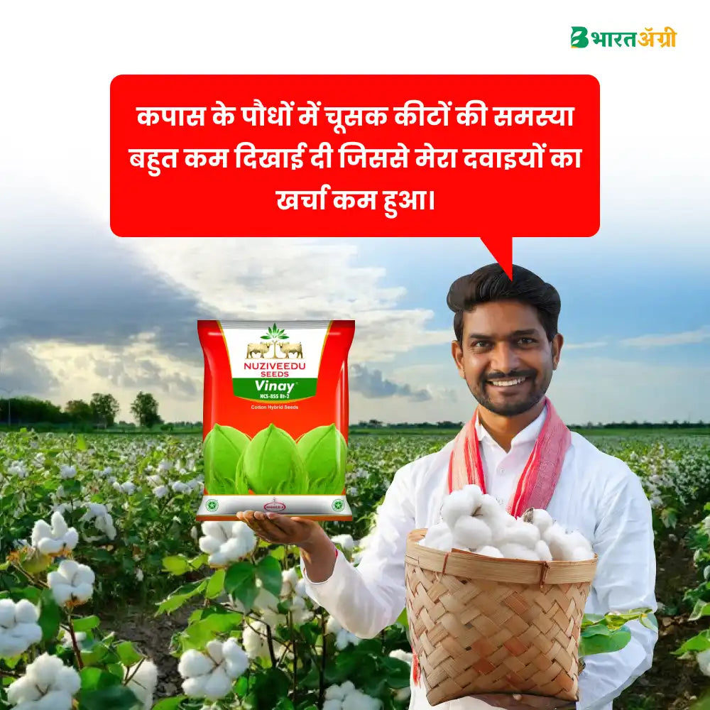 Nuziveedu Vinay Cotton Seeds (475gm x 2) + UPL Saaf (500gm) Combo