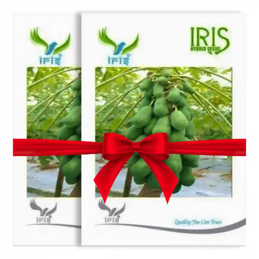 Iris Hybrid F1 Papaya Seeds